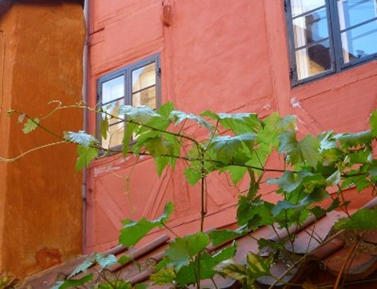 Vinblade mod rødt murværk