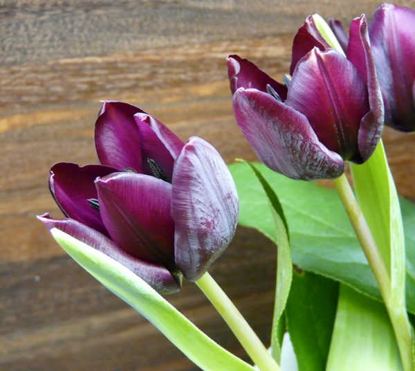 Decembersprøde tulipaner